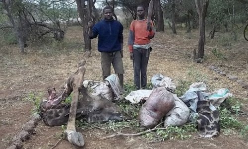 Giraffes suffocated in wire traps
