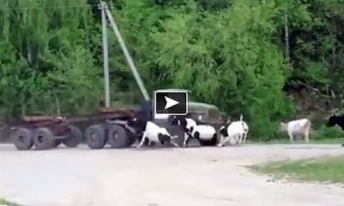 Ruthless Truck Driver Brutally Hitting and Killing Innocent Cattle