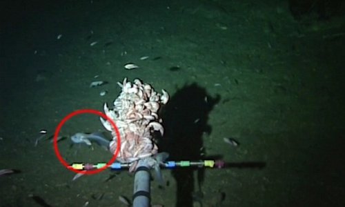 World's deepest fish found