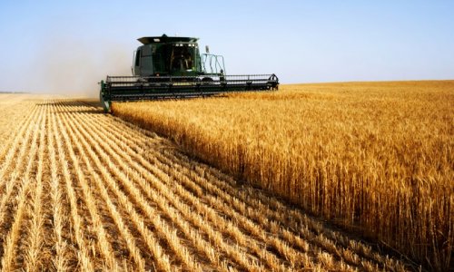 Azerbaijan produces 2.4m tons of grain through November