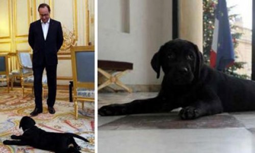 Президенту подарили щенка
