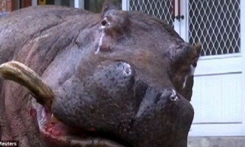 Hippo left stranded for hours after jumping from a moving truck in Taiwan