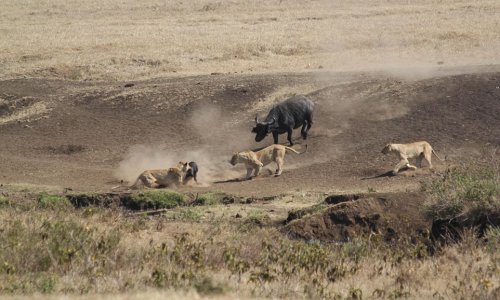 Buffalo takes on THREE hungry lions to rescue young calf