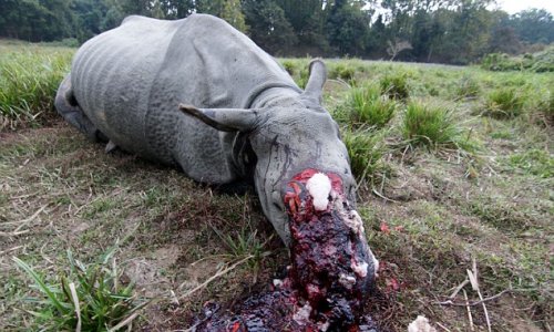 Second one-horned rhino in the space of a month butchered