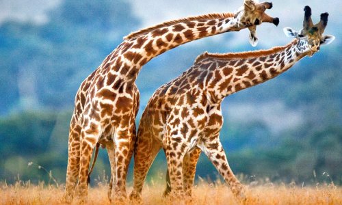 Giraffes in love neck too