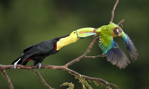 Globetrotting photographer captures perfect wildlife action shots