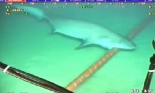 Sharks are eating the internet in Vietnam