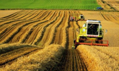 2015 declared Year of Agriculture in Azerbaijan