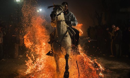 Horses ride through bonfires to celebrate patron saint of animals