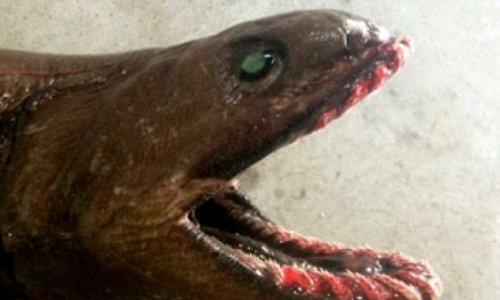 Rarely seen frilled shark known as the living fossil sighted in Australia