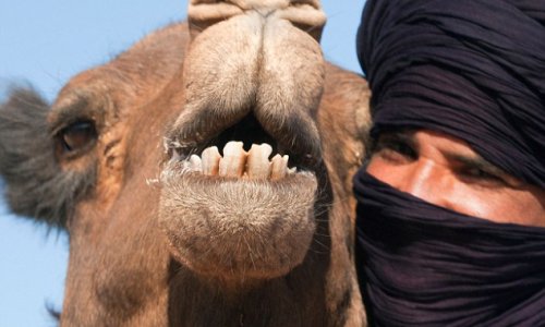 Man bitten to death by his friend's pet CAMEL