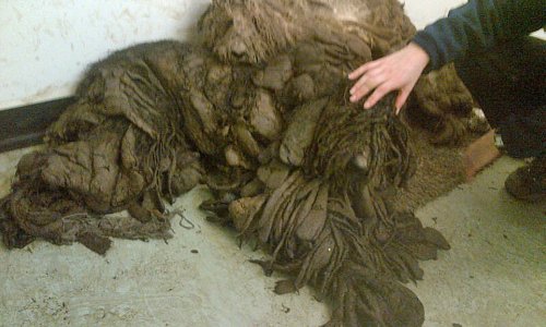 Amazing transformation of abandoned poodles which were barely even recognisable as dogs