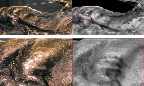 Ötzi the iceman's hidden tattoos uncovered