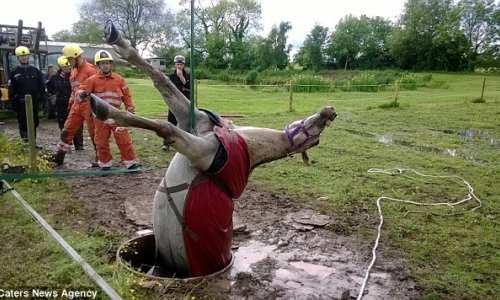 Horse is winched out of a well after getting trapped in metre wide hole
