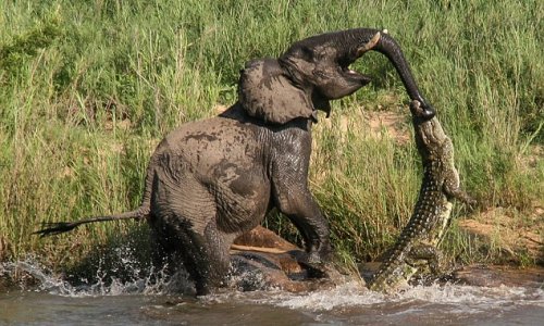 Crocodile snaps elephant's jaws around its trunk