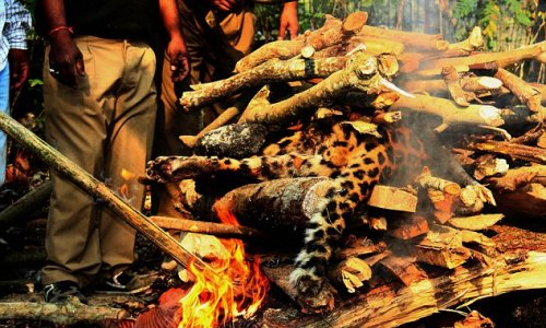 Indian officials burning the body of an endangered leopard
