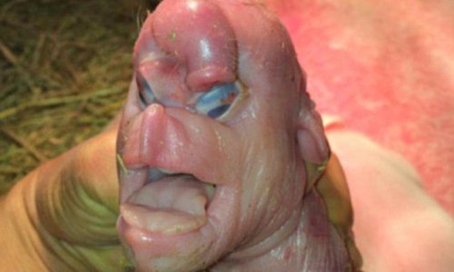 Piggy born with terrible deformities including ‘a face like a human's'