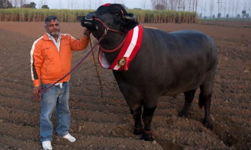 The bull whose semen is worth $3,000