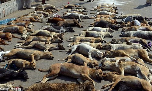 Dozens of dogs killed in Pakistan in response to rising numbers of strays