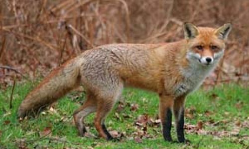 Bakı Zooparkında vəhşi heyvan qadını dişlədi