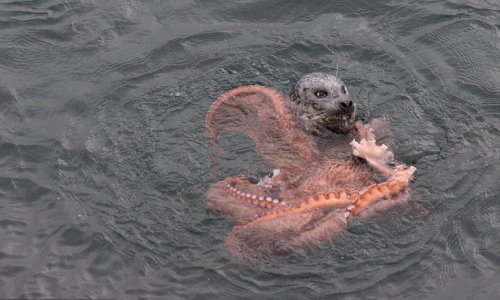 Struggle between a giant octopus and a determined seal