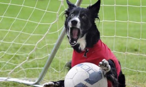 Собака напала на футболиста