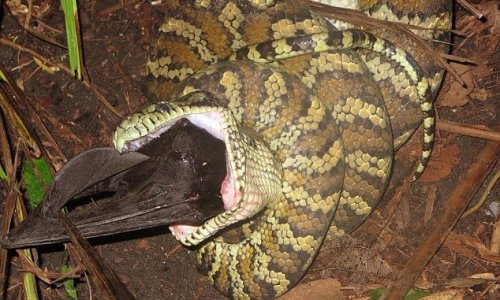 Carpet python devours a flying fox whole