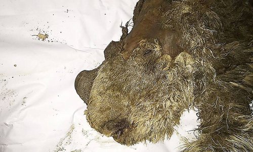 First ever baby woolly rhino unearthed