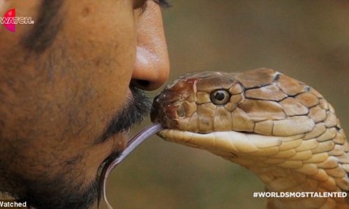 Malaysian snake charmer kisses same venomous snake species