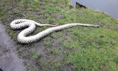 Body of giant 14ft PYTHON found dumped by canal in Lancashire