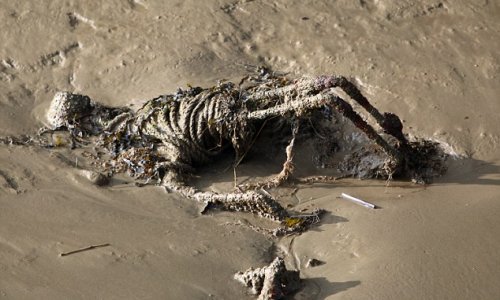 Walkers horrified to find a body by the Thames