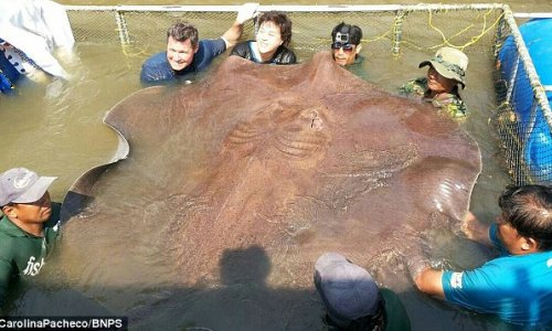 Giant 14ft, 800lb stingray becomes the biggest freshwater fish ever caught with a line
