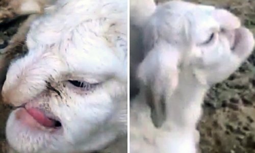 Lamb born with FACE OF A HUMAN terrifies village