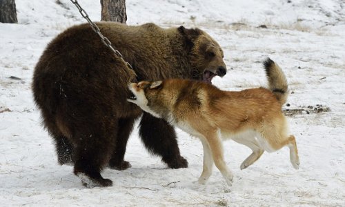 Vicious dogs in Russian 'hunting' contest