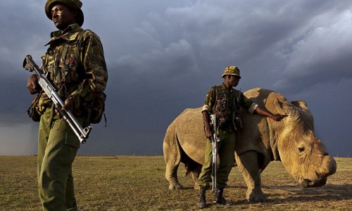 Only surviving male northern white rhino is put under armed guard