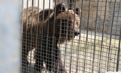 Животным в бакинском зоопарке грозит опасность