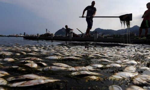 Tonnes of dead fish removed from Rio Olympic rowing venue