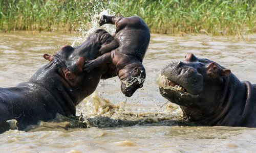 Baby hippo gets caught in a fight between two adults