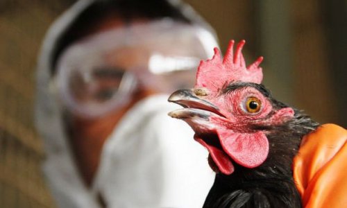 Будет проведен очередной мониторинг в связи с птичьим гриппом