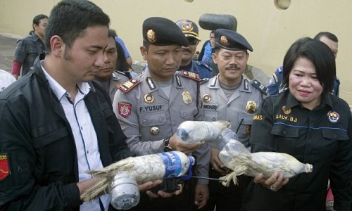 Smugglers cram cockatoos into plastic bottles to get them through customs