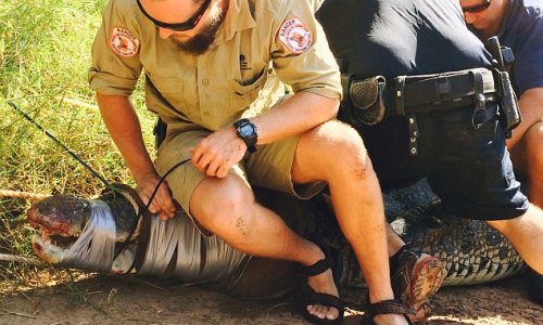 Monster 4.3-metre saltwater crocodile that stalked boats