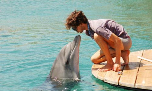 Поведение дельфинов и людей очень похоже