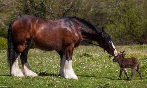 Newborn donkey only 21 INCHES tall makes friends with 5ft 6ins shire horse