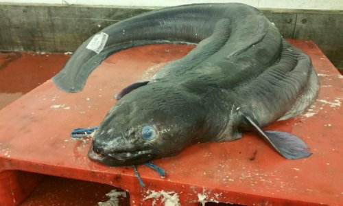 Record-breaking fish caught off British coast