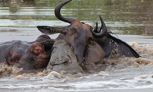 Amazing three-way battle to the death between a hippo, a crocodile and a wildebeest