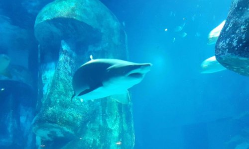 Подводная жизнь – лондонский аквариум – РЕПОРТАЖ
