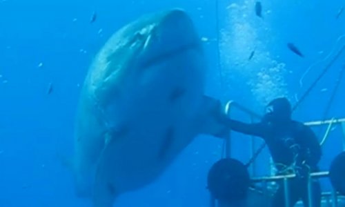 This could be one of the largest great white sharks ever filmed