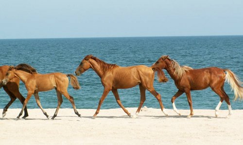 The Azerbaijani sport that makes horse sense