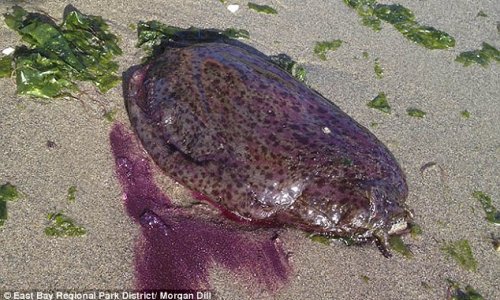 California residents call police after as giant purple sea slugs wash up on beach