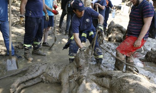 A pitiful end for the animals of Georgia's flooded zoo